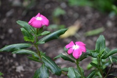 Catharanthus roseus