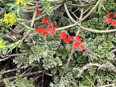 Pelargonium fulgidum