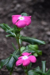 Catharanthus roseus