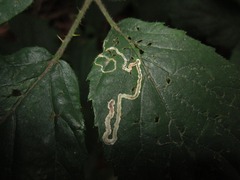Stigmella aurella