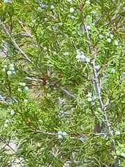 Juniperus scopulorum