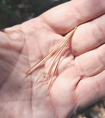 Pinus flexilis