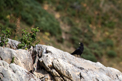 Pyrrhocorax graculus