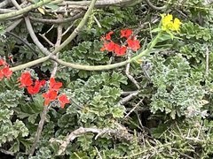 Pelargonium fulgidum