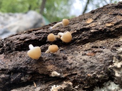 Psathyrella piluliformis