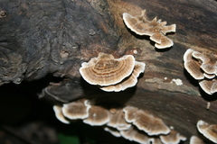 Trametes versicolor