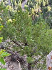 Juniperus scopulorum