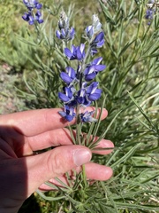 Lupinus covillei