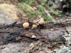 Psathyrella piluliformis