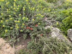 Pelargonium fulgidum