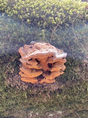 Pycnoporellus fulgens