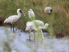 Platalea regia