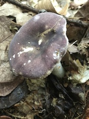 Russula cyanoxantha