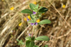 Trichostema oblongum