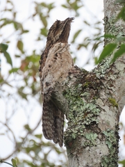 Nyctibius griseus