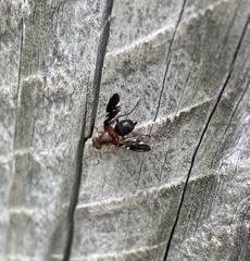 Delphinia picta