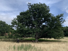 Quercus cerris
