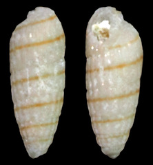 Cerithiopsidae