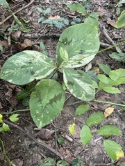 Persicaria filiformis