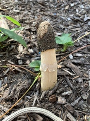 Phallus ravenelii
