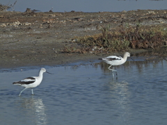 Recurvirostra americana