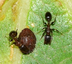 Coccidae