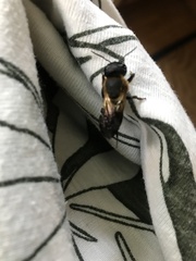 Megachile sculpturalis