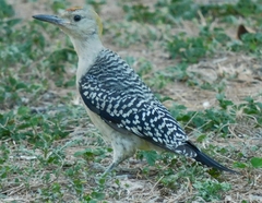 Melanerpes aurifrons