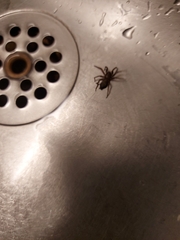 Scotophaeus blackwalli