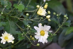 Chrysanthemum
