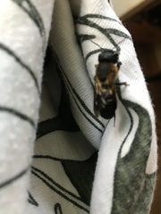 Megachile sculpturalis