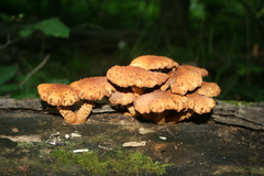 Pholiota squarrosoides