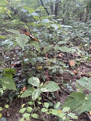 Persicaria filiformis