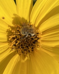 Apinae