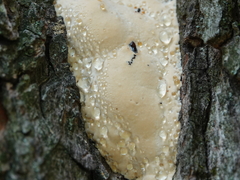 Pseudoinonotus dryadeus