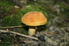 Boletus subvelutipes