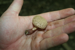 Boletellus chrysenteroides