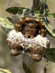 Mastophora cornigera