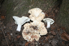 Lactifluus piperatus