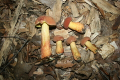 Lanmaoa