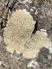 Lecanoromycetes