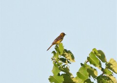 Icterus spurius