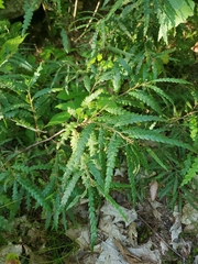 Comptonia peregrina