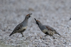 Callipepla gambelii
