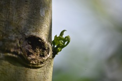 Cananga odorata