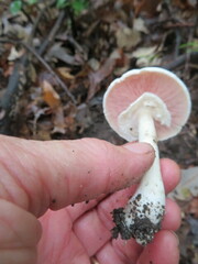 Agaricus leptocaulis