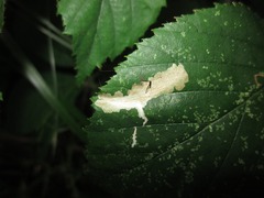 Coptotriche marginea