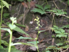 Solidago flexicaulis