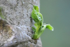 Cananga odorata