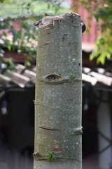 Cananga odorata